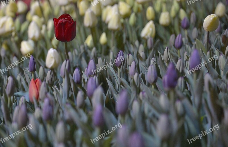 Red Tulips Single Nursery The Plantbudsatio