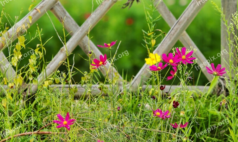 Taehwa Cosmos Flowers Spring Brin