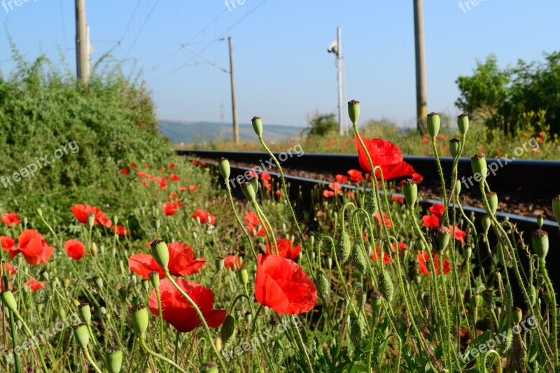 Railways Flowers Red Train Railroad