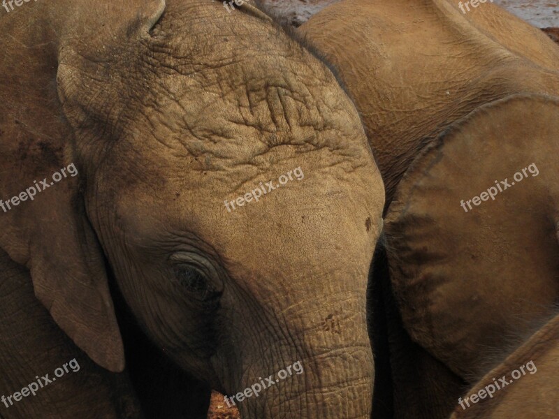 Elephant Baby Pachyderm Mammal Calf