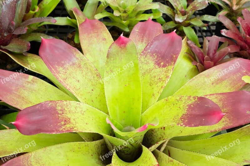 Pineapple Color Flowers Caladium Autumn Leaves Plant