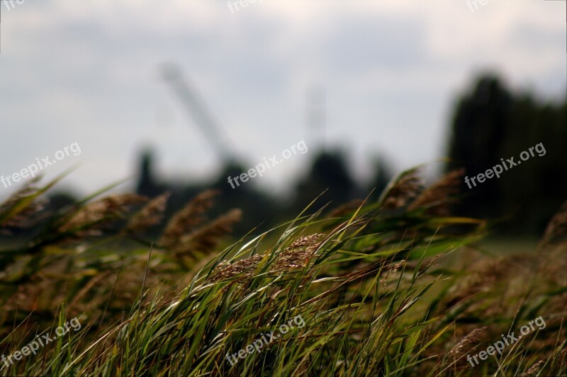 Grass Spike Wind Windy Halme