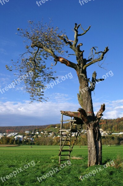 Tree Perch Nature Hunting Wood