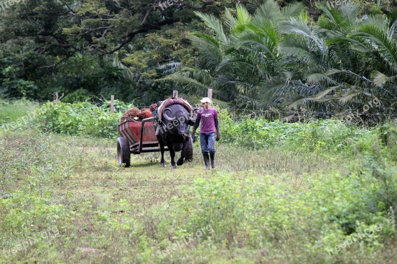 Peasant Field Cart Animal Worker