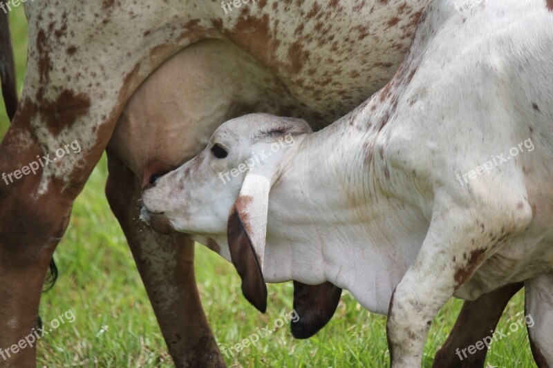 Calf Milk Udder Cow Veal