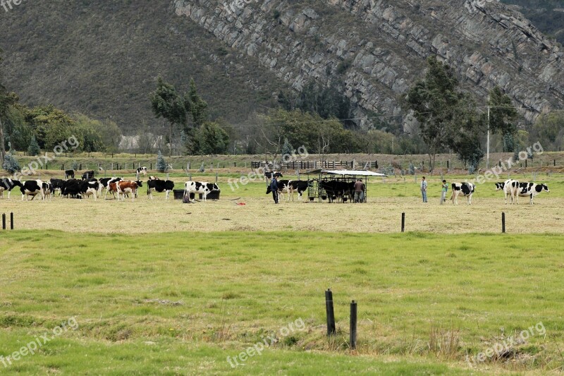 Livestock Bovine Milk Farm Prairie