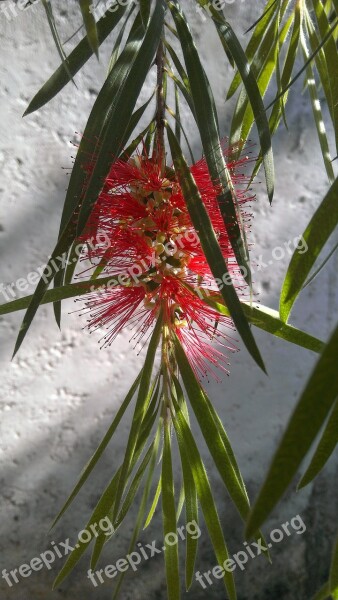 Flowers Red Garden Petals Warmth