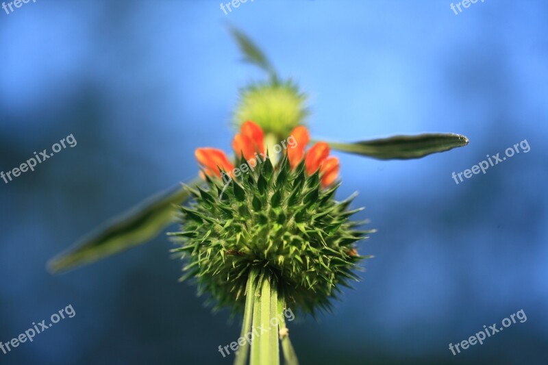 Calyx Botany Sepals Flower Leaf