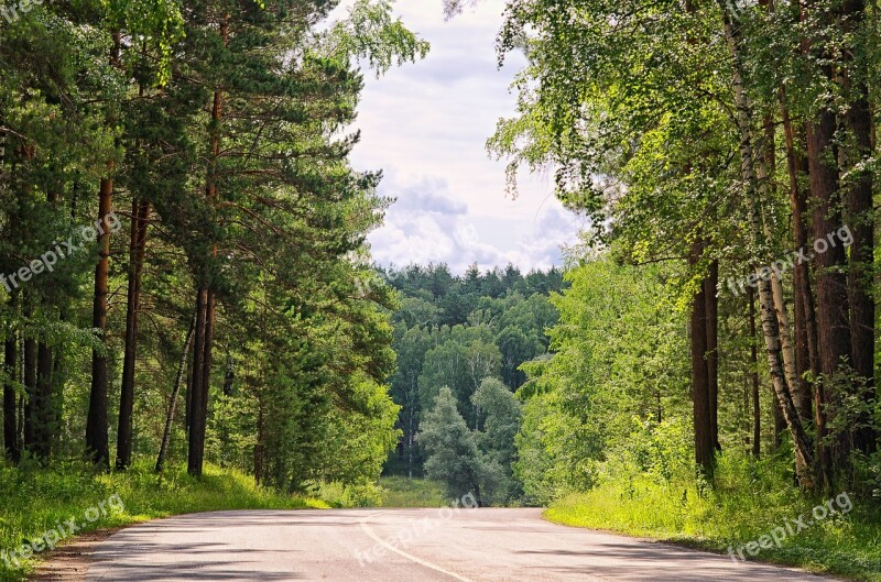 Summer Forest Road Nature Tree