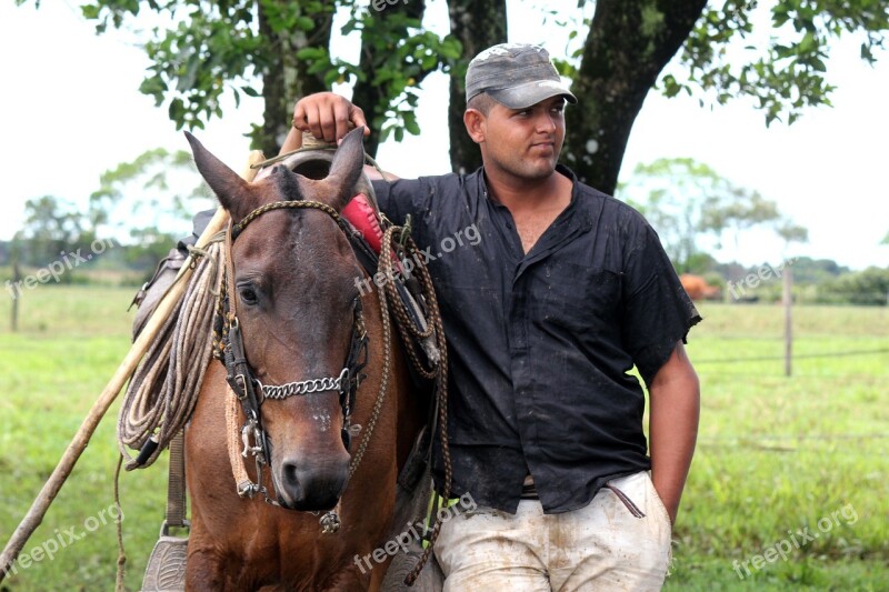 Peasant Horse Field Colt Animal