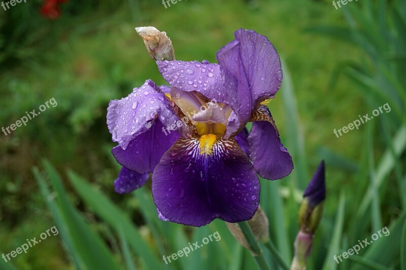 Iris Flower Blue Flowers Nature Petals