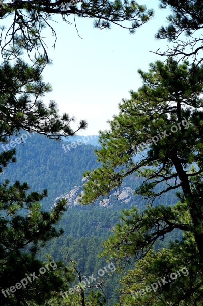 Black Hills South Dakota Woods Pine Pine Trees