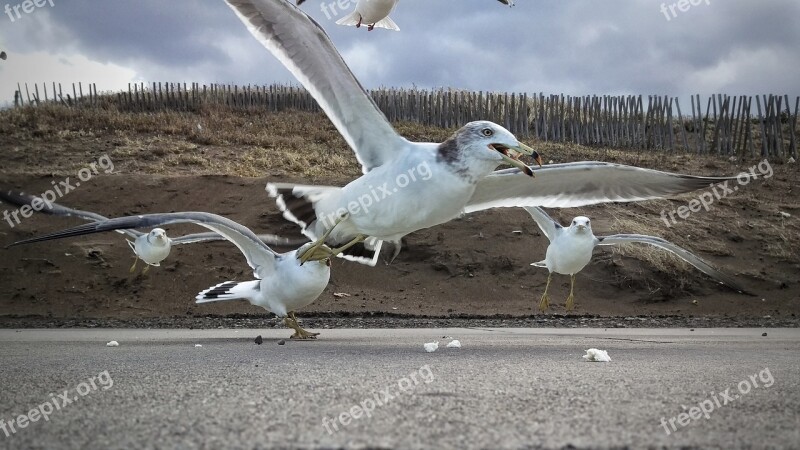 Beach Promenade Seagull Seabird Wild Birds