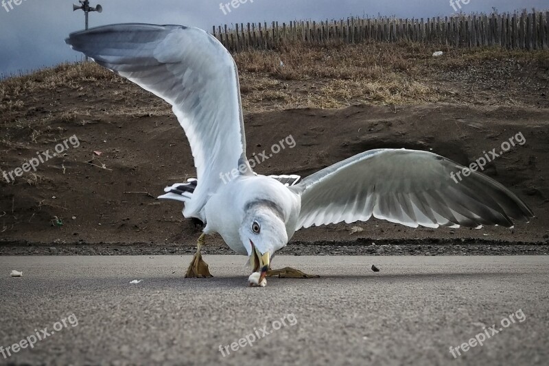 Beach Promenade Seagull Seabird Wild Birds