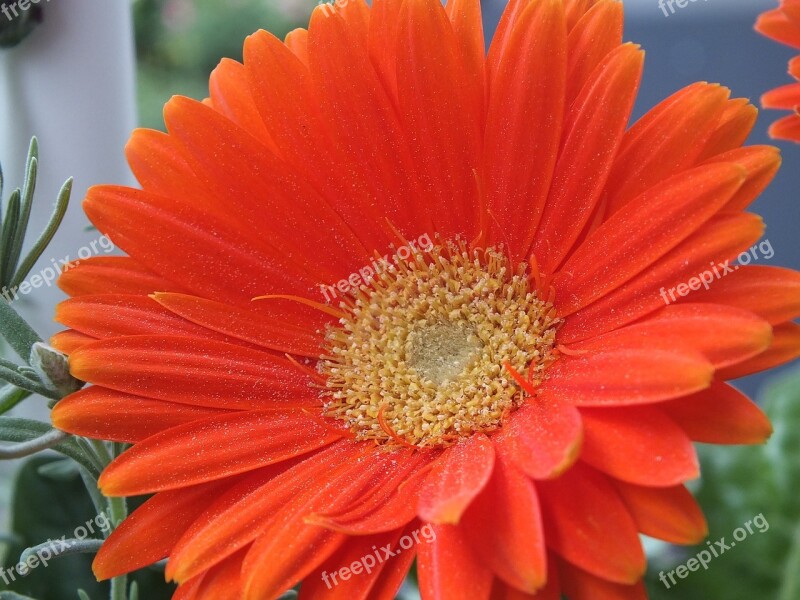 Flower Orange Summer Gerbera Garden