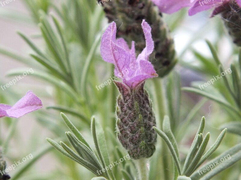 Flower Lavender Purple Green Summer