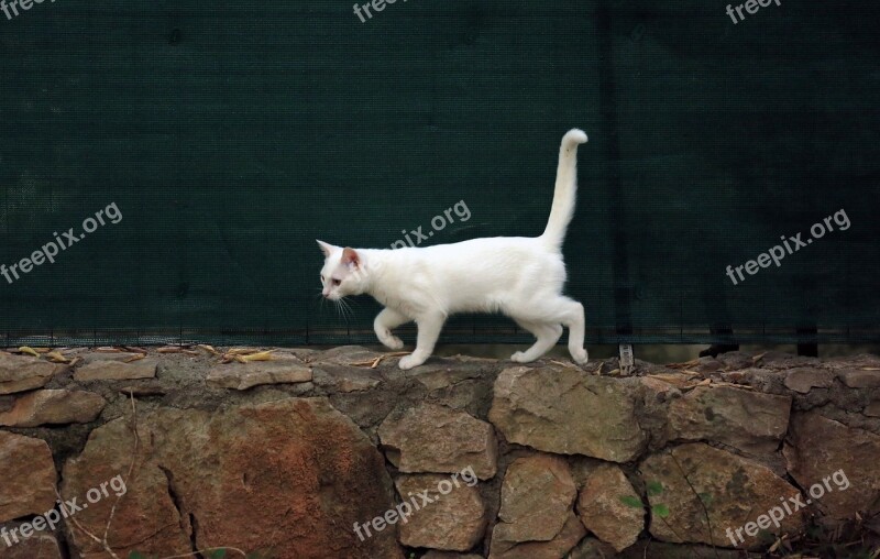 Animal Cat White Cat Free Photos