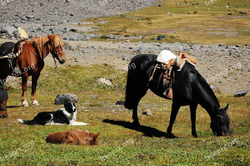 Horse Dog Field Cordillera Free Photos