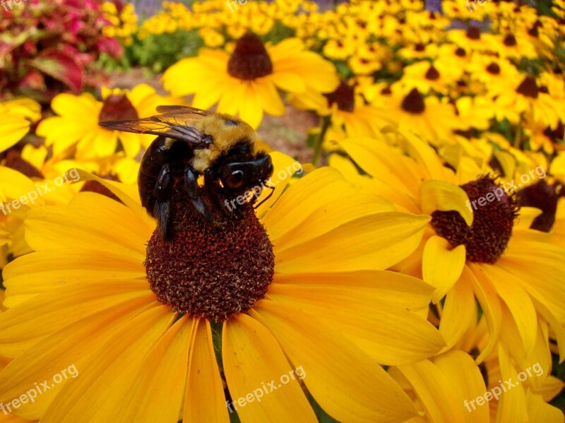 Bumble Bee Flower Yellow Colorful Bees