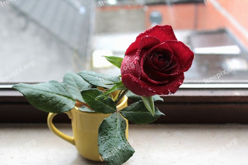 Rose Flower Red Rose Window Rain