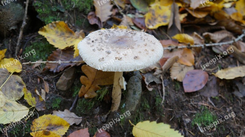 Mushroom Autumn Forest Nature Herbstimpression