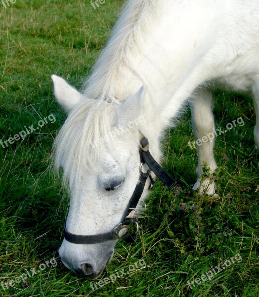 Horse Ride Horse Head Animals Halter