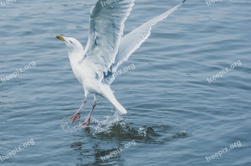 Seagull Flying Water Vacations Beach