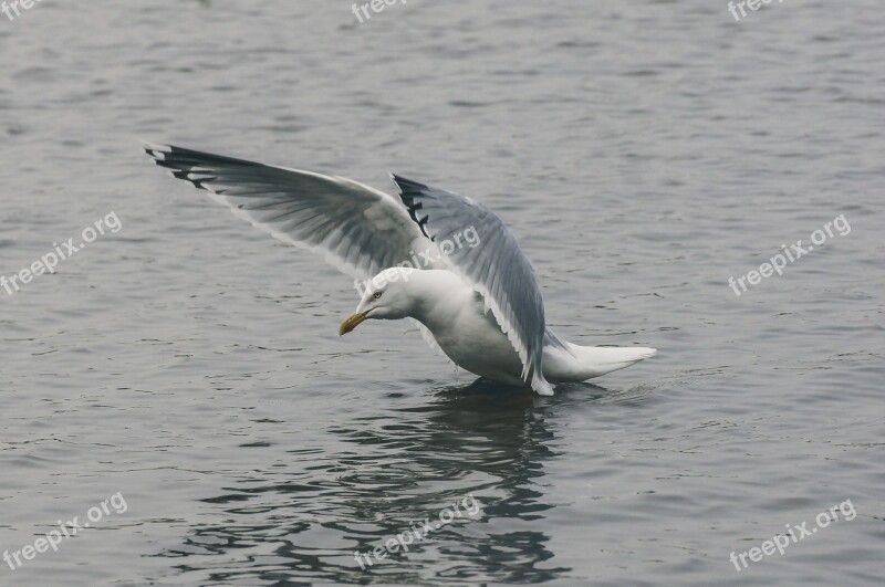 Seagull Flying Water Vacations Beach