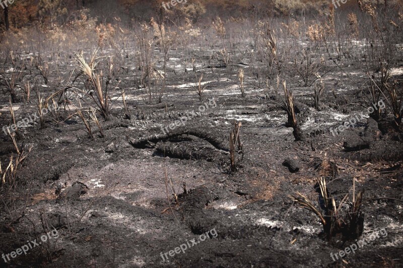 Burned Landscape Fire Nature Burn