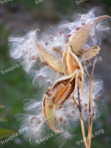 Milk Weed Seeds White Weed Fall Plant