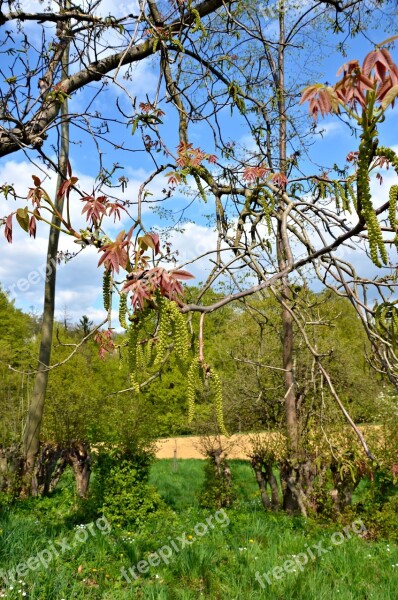 Spring Meadow Bush Green Branch