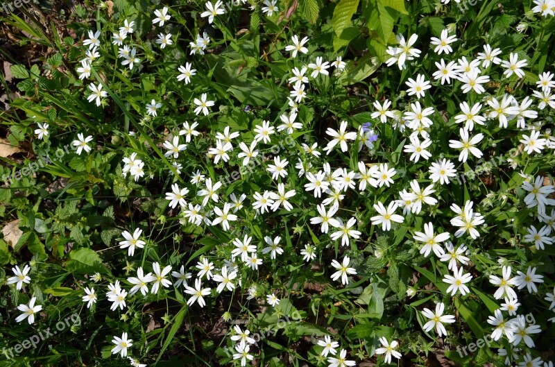 Larger-star Premiere Spring Flowers White Flowers Plant