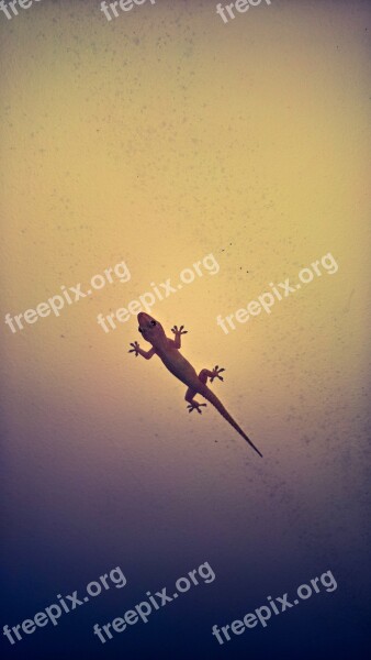 Lizard Gecko Reptile Free Photos