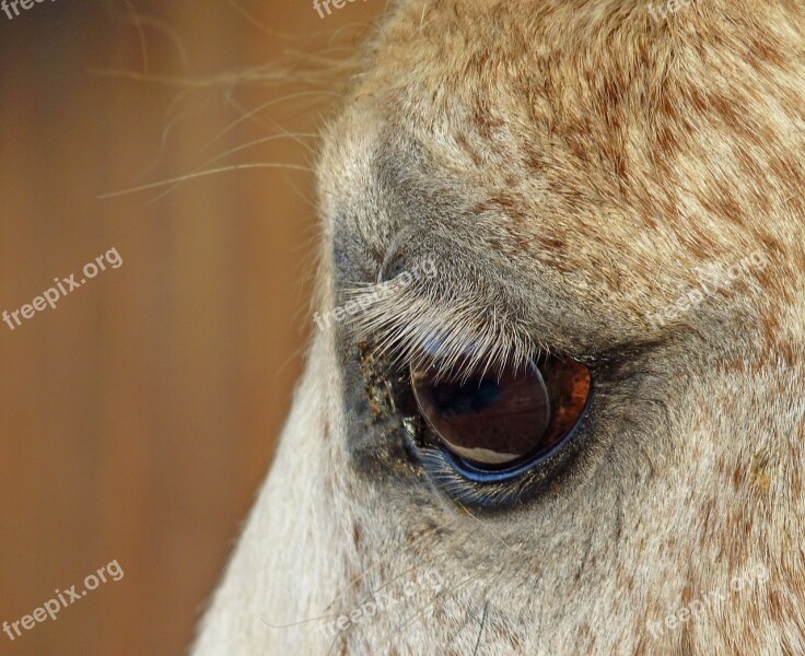 Horse Eye Close Up œil Eyelashes