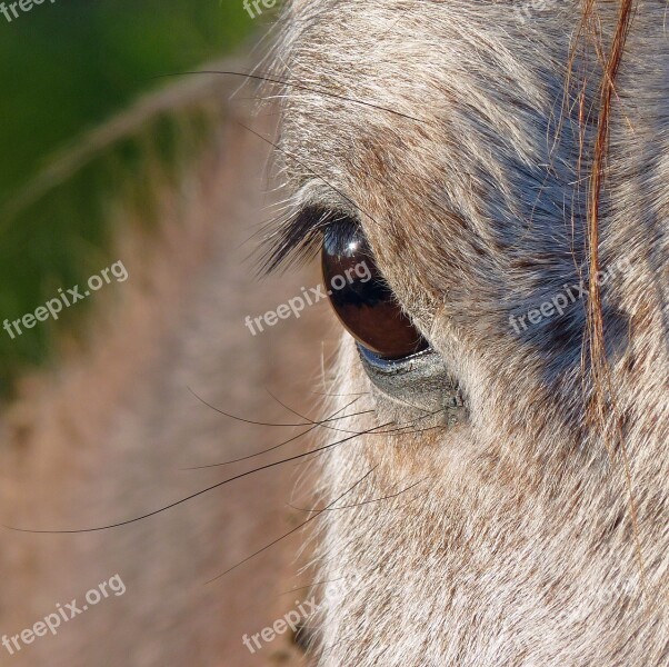 Horse Eye Close Up œil Eyelashes