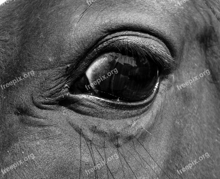 Eye Horse Close Up œil Eyelashes