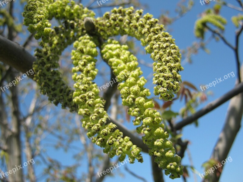 Walnut Walnußblüte Brown Hair Color Bloom Nature Sky Spring Tree Walnut Walnut Tree