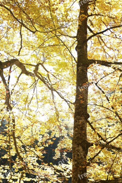 Tree Autumn Nature Fall Forest