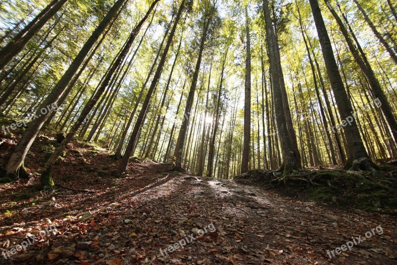 Tree Wood Forest Lumber Timber