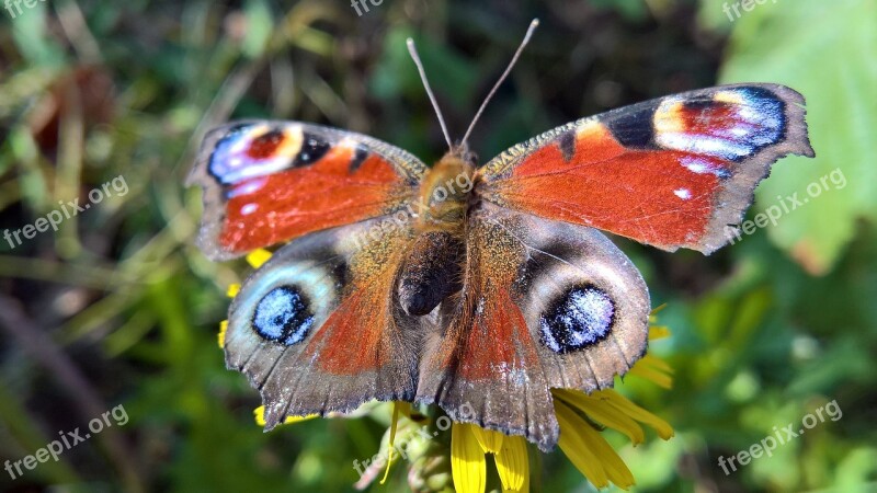 Butterfly Flower Summer Animal Insect