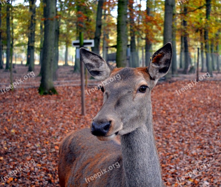 Roe Deer Wild Scheu Close Up Nature