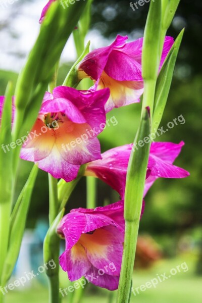 Pink Flowers Flora Garden Spring Pink