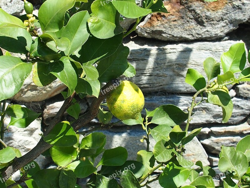 Fruit Lemon Yellow Citrus Fruits Lemon Tree