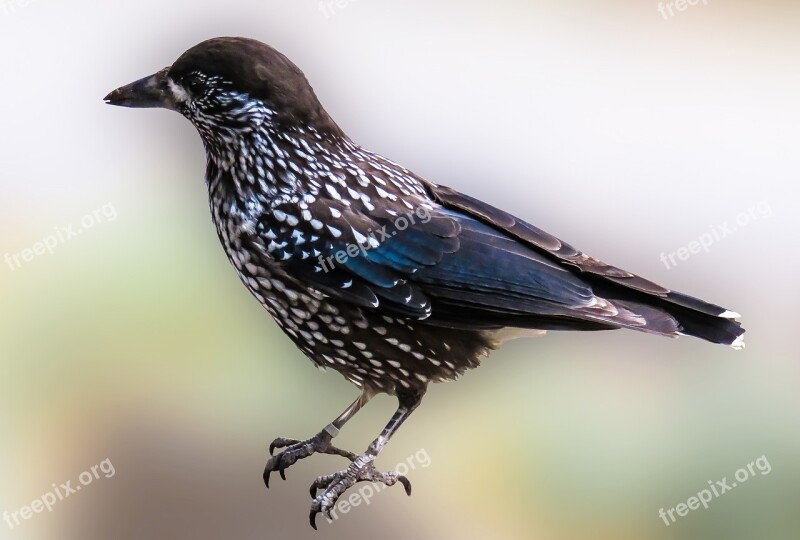 Animal Bird Nutcracker Raven Bird Free Photos