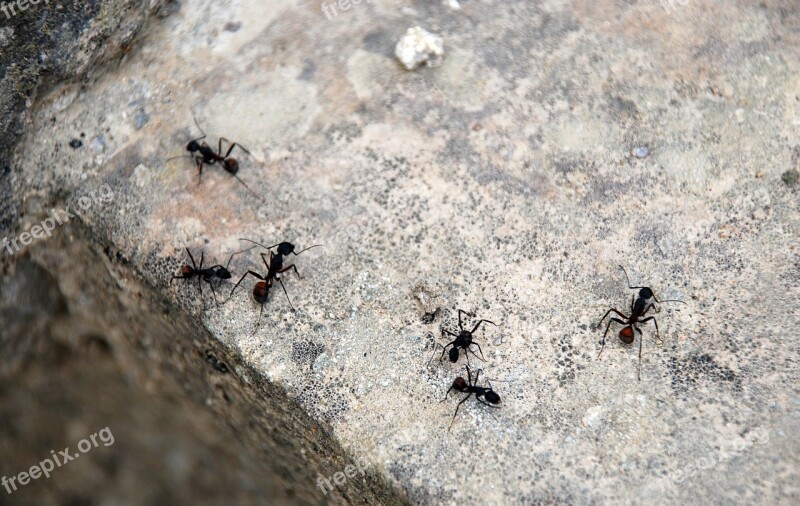 Ants Animals Stone Insect Free Photos