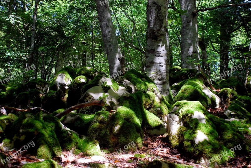 Forest Stones Moss Trees Nature