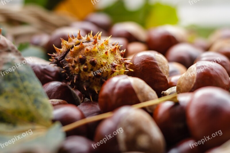 Castanea Chestnut Fruit Autumn Nature