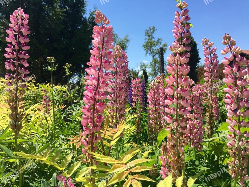 Lupin Flowers Pink Green Leaves