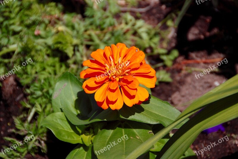 Marigold Flower Orange Green Foliage Orange Flower