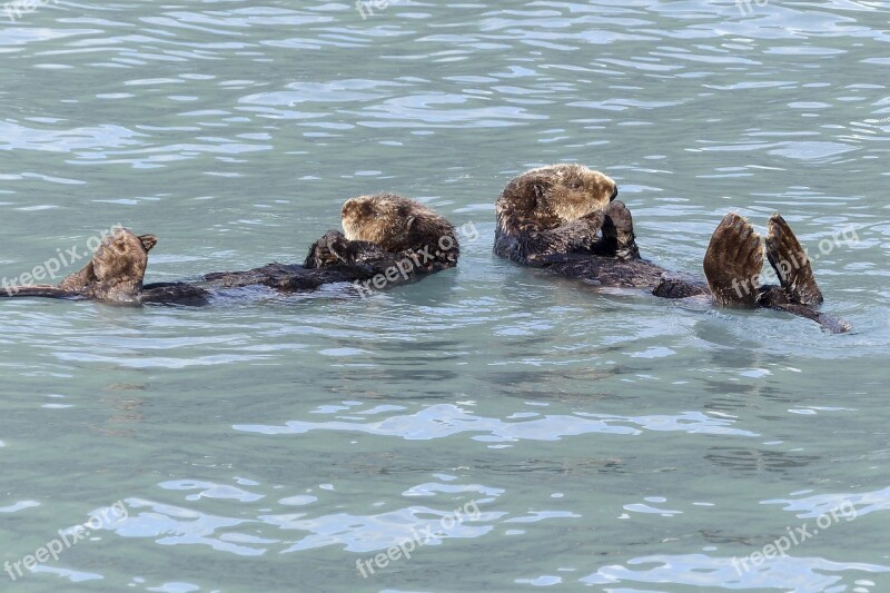 Otter Lazy Animal Maritime Mammal